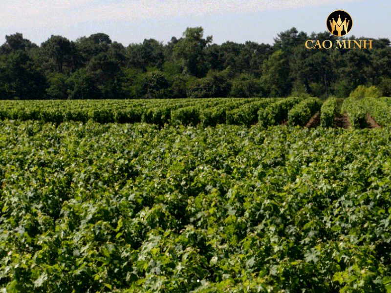 rượu vang Pháp Chateau Grand Clapeau Olivier Cru Bourgeois 2019