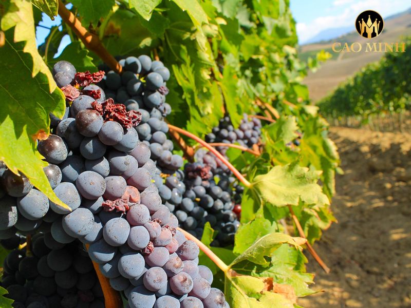 Tralcetto Montepulciano Abruzzo DOC Riserva