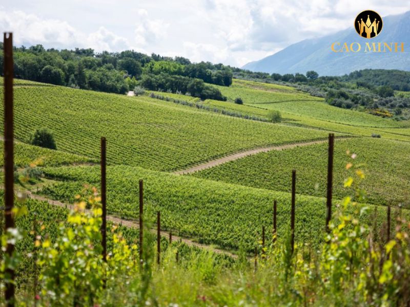 Tralcetto Montepulciano Abruzzo DOC