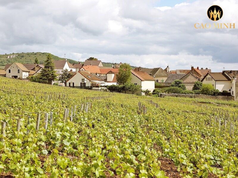 Caroline Morey Chassagne Montrachet 1er Cru Les Chaumées