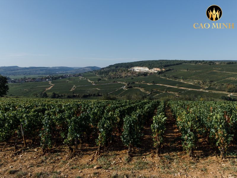 Caroline Morey Chassagne Montrachet 1er Cru Vergers