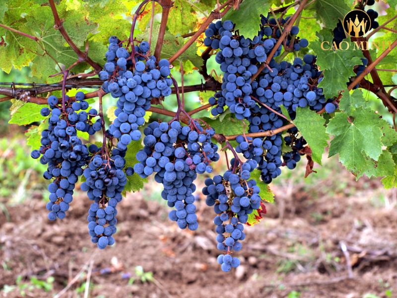 Clos Canarelli Alta Rocca Rouge