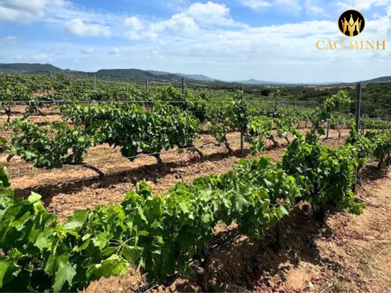 Clos Canarelli Alta Rocca Rouge 