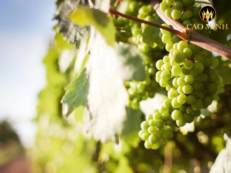 Clos Canarelli Corse Figari Blanc