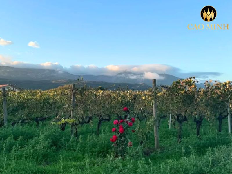 Clos Canarelli Corse Figari Blanc