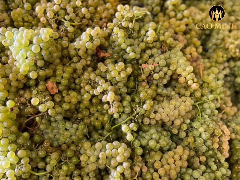 Matrot Meursault