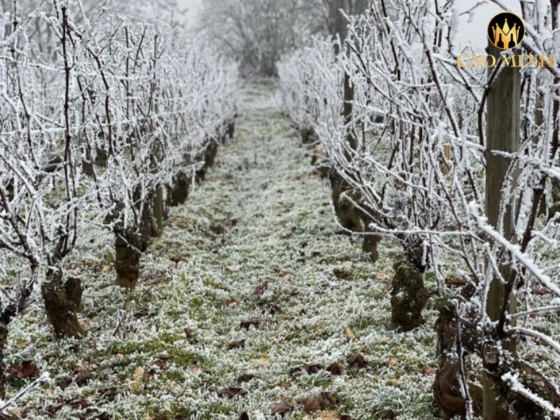 Matrot Meursault
