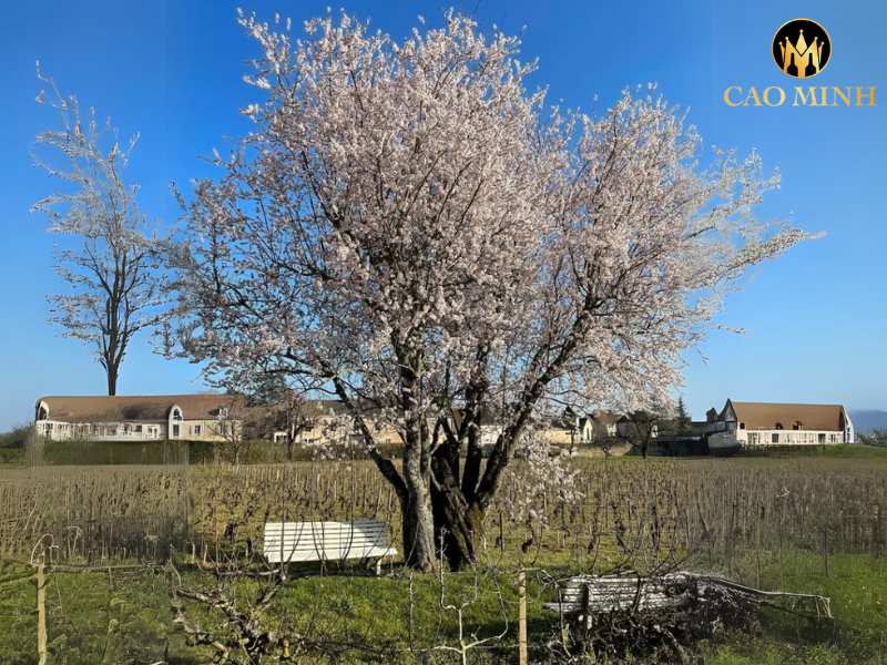 Matrot Monthelie