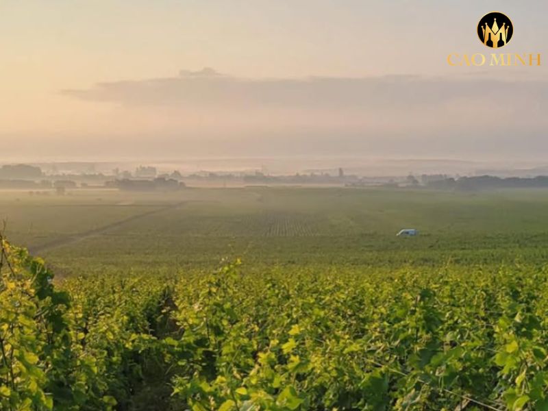 Meo-Camuzet Corton Les Perrieres Grand Cru