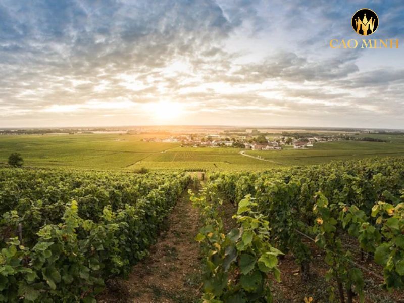 Meo-Camuzet Vosne-Romanee Les Chaumes Premier Cru