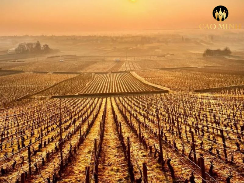 Morey-Coffinet 1er Cru Les Charmois