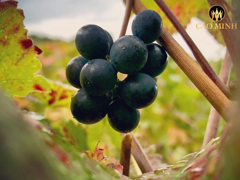 Morey-Coffinet Chassagne Montrachet 1er Cru Clos Saint Jean