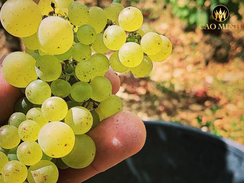 Morey-Coffinet Chassagne Montrachet 1er Cru En Remilly