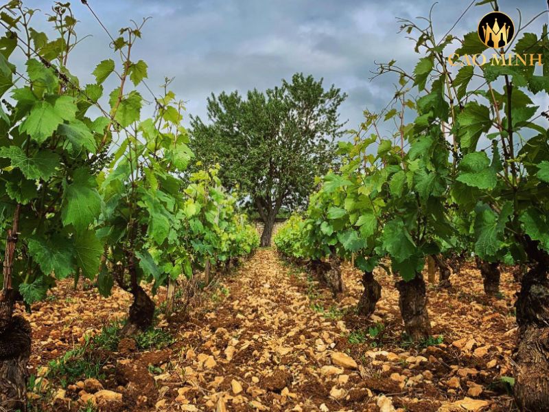 Morey-Coffinet Chassagne Montrachet 1er Cru La Romanée