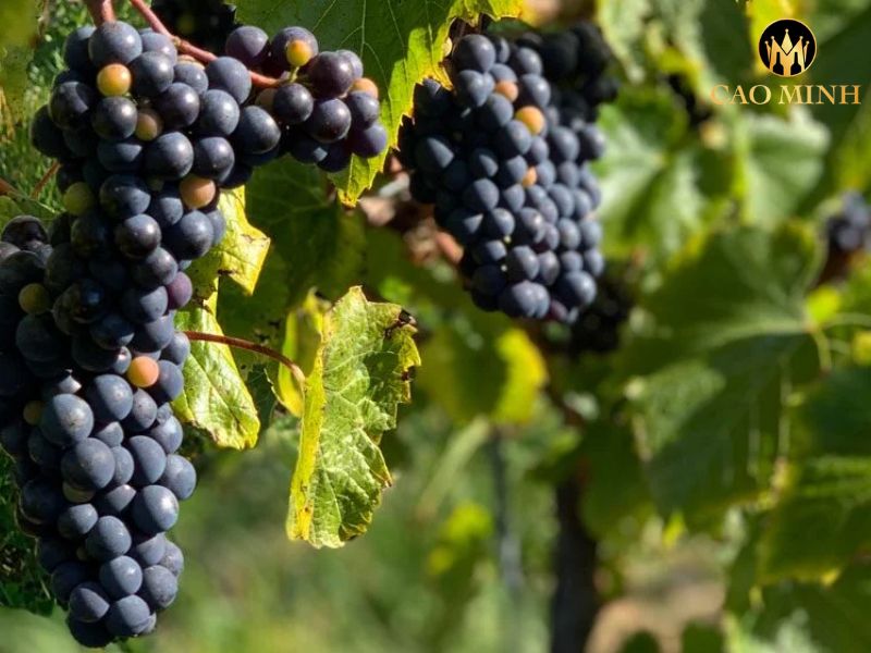 Domaine De Suremain Mercurey En Sazenay