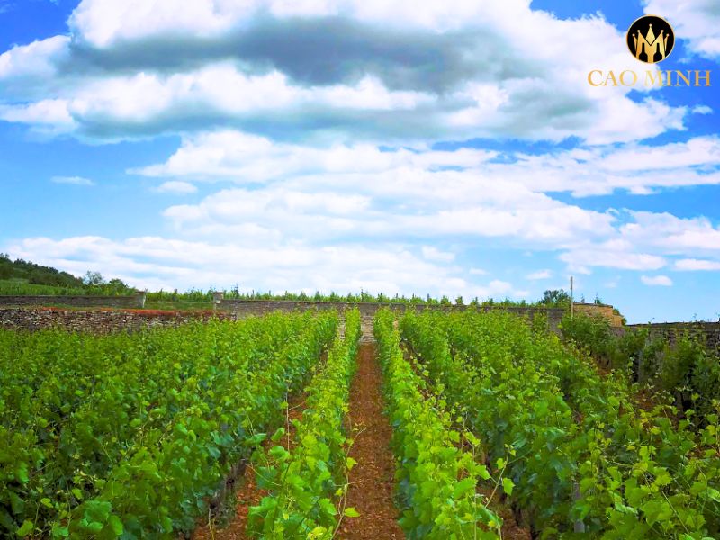 Morey-Coffinet Meursault Vieilles Vignes