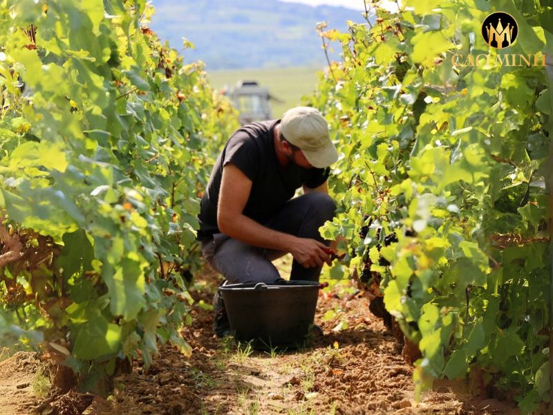 Morey-Coffinet Puligny Montrachet 1er Cru Les Pucelles