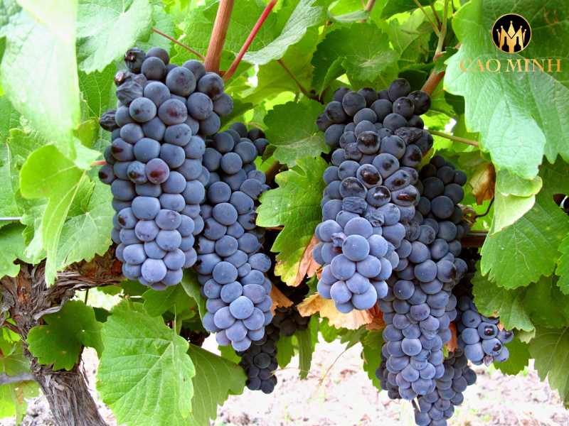 Joseph Drouhin Savigny-les-Beaune Clos des Godeaux
