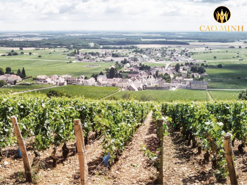 Pierre-Yves Colin-Morey Corton-Charlemagne Grand Cru