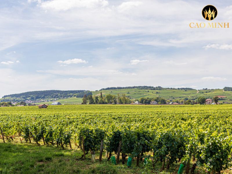 Roumier Bonnes-Mares Grand Cru