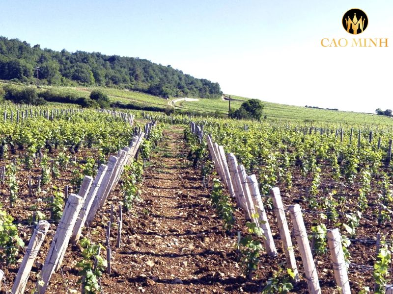 Roumier Chambolle Musigny Les Cras