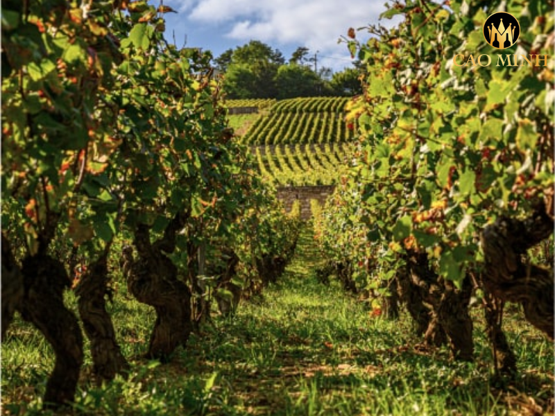 Bouchard Pere & Fils Clos des Argilières