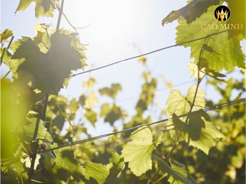 Bouchard Pere & Fils Le Corton Grand Cru