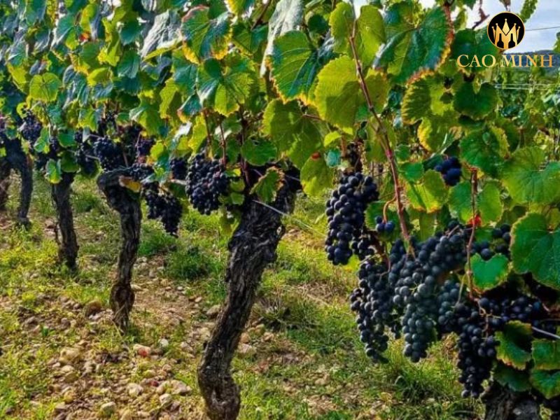 Chateau du Cedre Extra Libre
