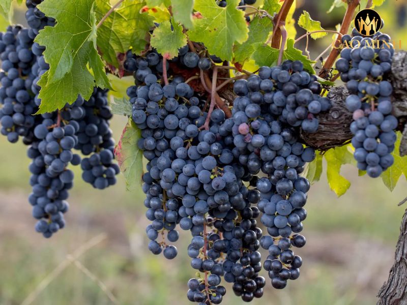 Clos Rougeard Les Poyeux