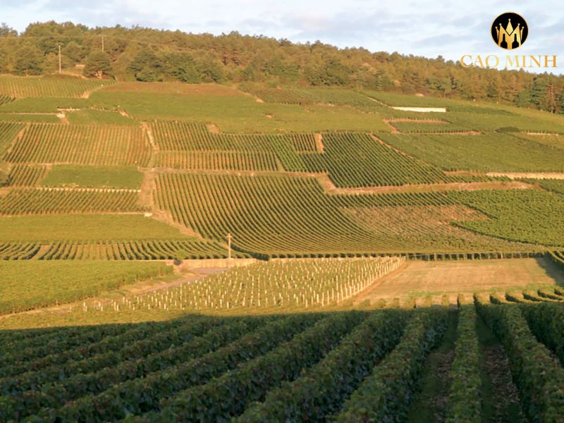 Domaine de la Romanee-Conti Grand Cru
