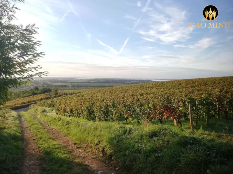 Hubert Lignier Griotte-Chambertin Grand Cru