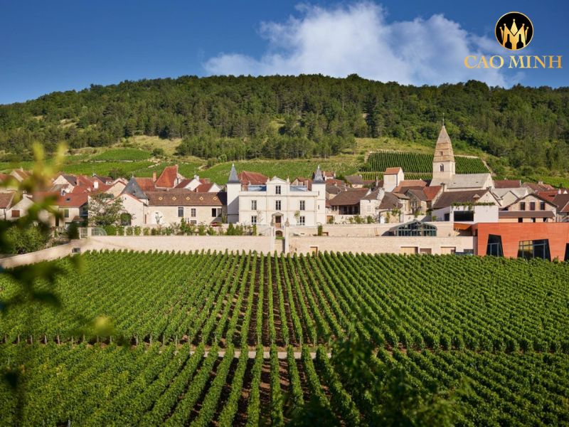 Domaine Jean-Claude Bachelet et Fils Les Encegnieres