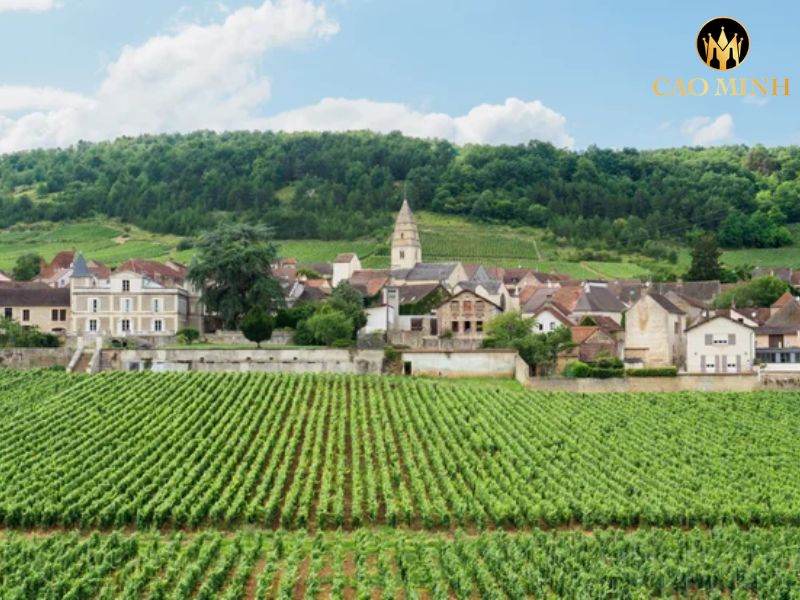 Domaine Jean-Claude Bachelet et Fils Sous le Puits