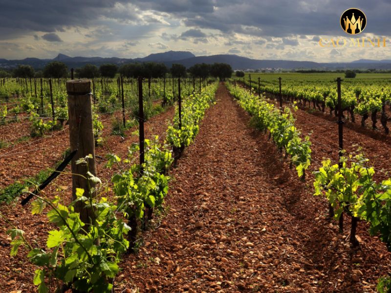 Domaine La Peira en Damaisela La Peira