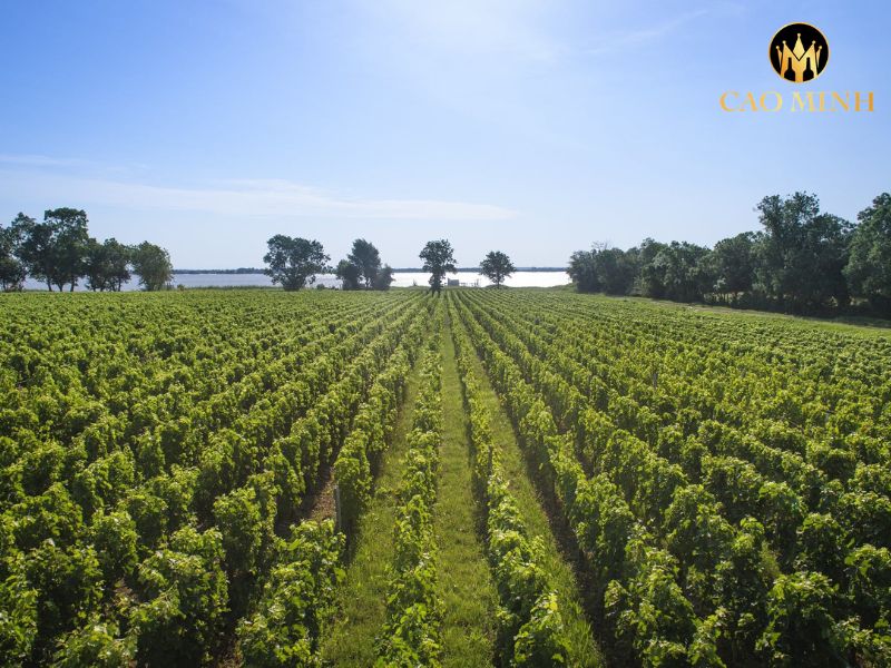 Château Lynch-Bages Echo de