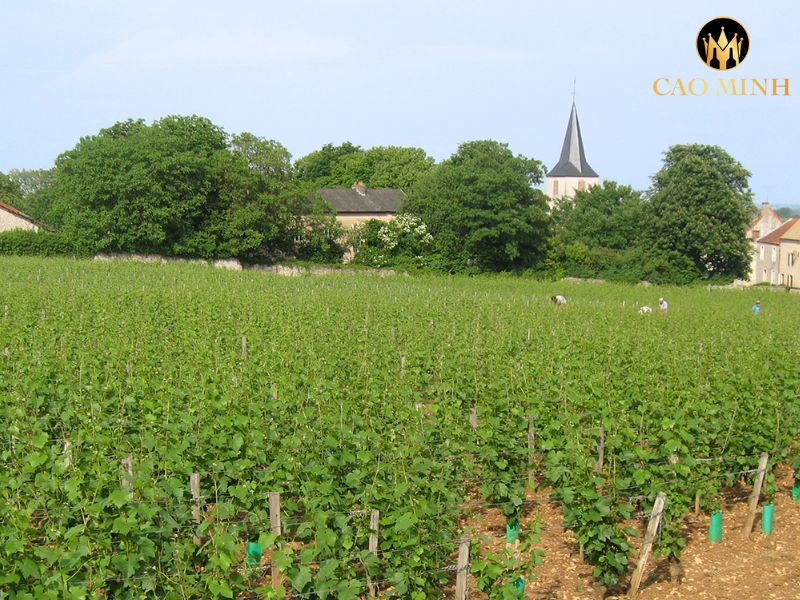 Domaine Fontaine Gagnard Chassagne-Montrachet