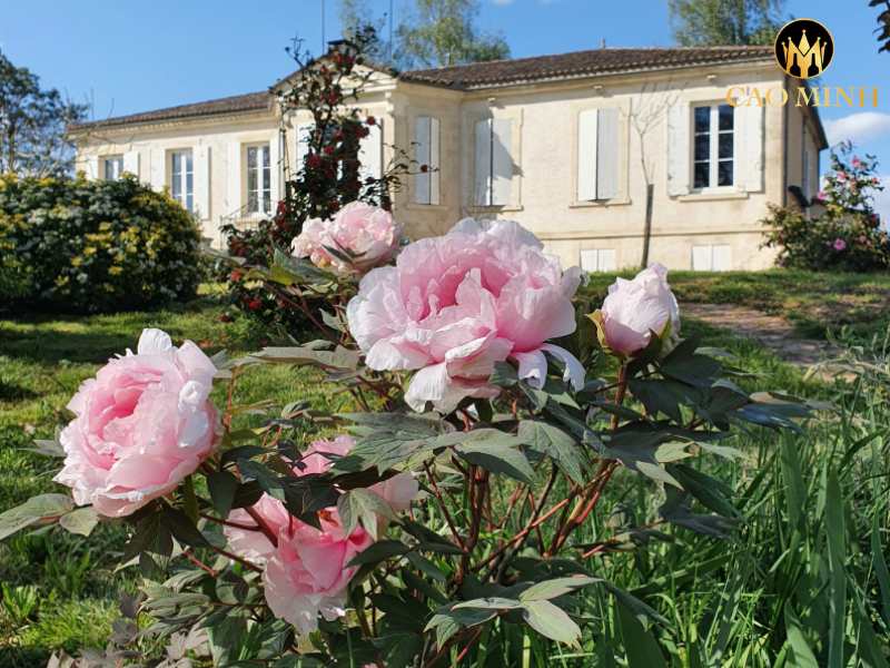 Copel Wines Pomerol