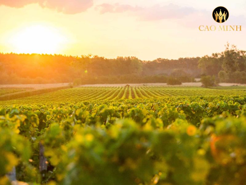 Le Clementin du Chateau Pape Clement