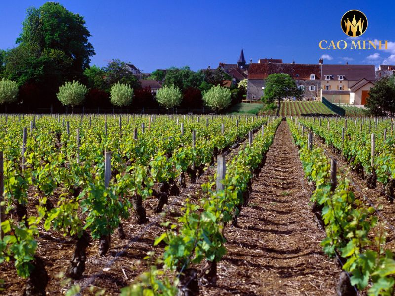 Domaine Paul Pernot Bienvenues-Batard-Montrachet Grand Cru
