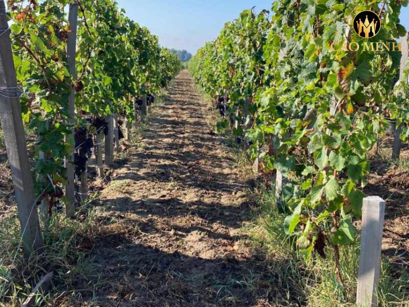 Mahler Besse Taja Gran Reserva