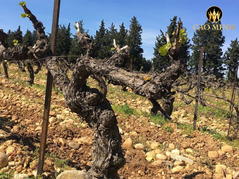 Domaine du Pegau Chateauneuf du Pape Cuvee da Capo