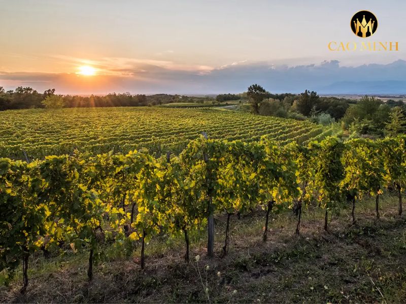 Rosso del Gnemiz Friuli Colli Orientali 