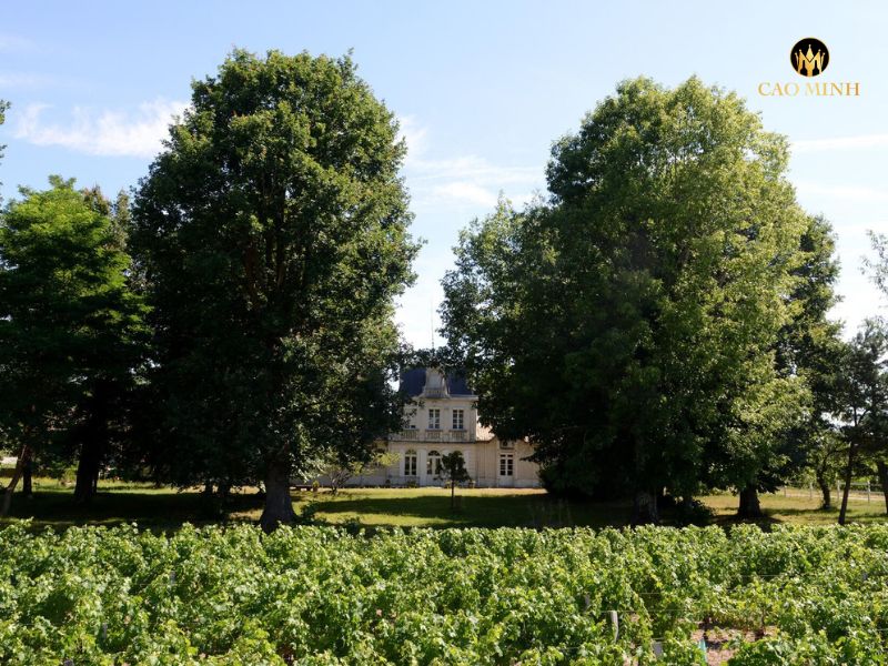 Rượu vRượu Vang Pháp Chateau Grand Clapeau Olivier 2020