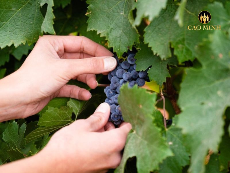 Rượu vang Tây Ban Nha Castillo de Aresan Terruno Tempranillo - Syrah - Cabernet Franc