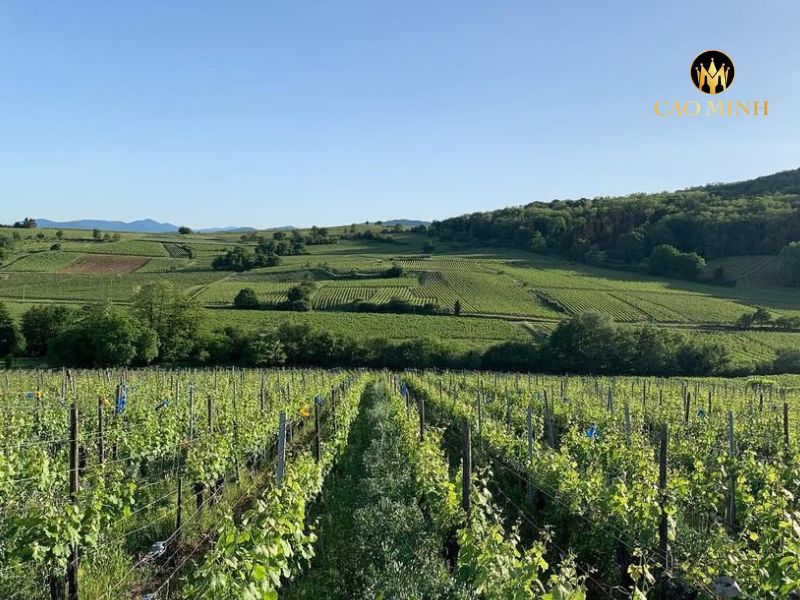 Rượu vang Pháp Marcel Deiss Langenberg Cru d’Alsace La Colline Rouge 