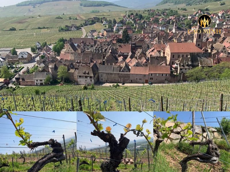 Rượu vang Pháp Marcel Deiss Langenberg Cru d’Alsace La Colline Rouge 