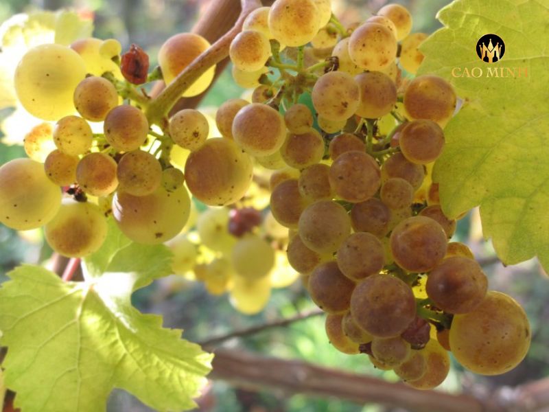Rượu Vang Pháp Marcel Deiss Schoenenbourg Grand Cru 2015