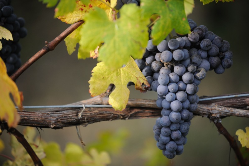 Cabernet Sauvignon - Biểu tượng quyền lực của vang đỏ