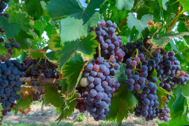 Carignan - Gia vị đậm đà cho vang đỏ