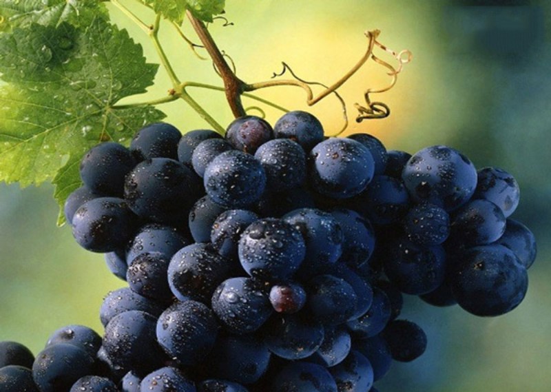Syrah hay Shiraz - Mạnh mẽ và chiều sâu